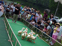 別府志高湖夏まつり